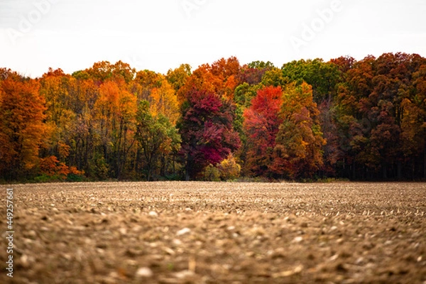 Fototapeta Beautiful autumn red, yellow and green fall colored trees at the edge of a harvest corn field_07