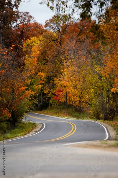 Fototapeta A countryside road running through a thick forest of autumn fall colored trees in the midwest_04