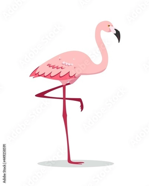 Fototapeta Pink flamingo bird standing on one leg isolated