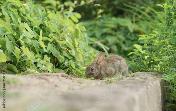 Fototapeta Close-up of a wild rabbit