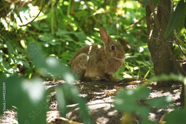 Fototapeta Close-up of a wild rabbit