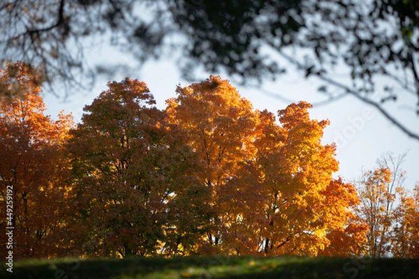 Fototapeta Looking up at vibrant yellow fall colored trees with striking autumn foliage_07