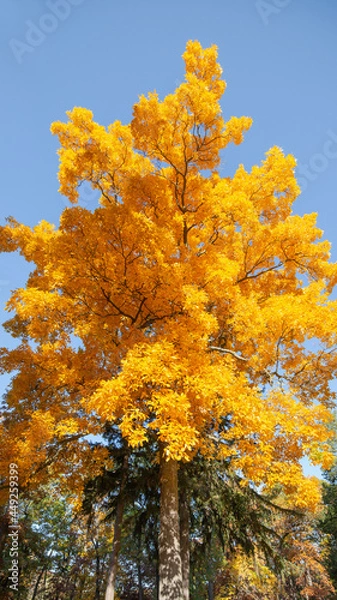 Fototapeta Looking up at vibrant yellow fall colored trees with striking autumn foliage_02