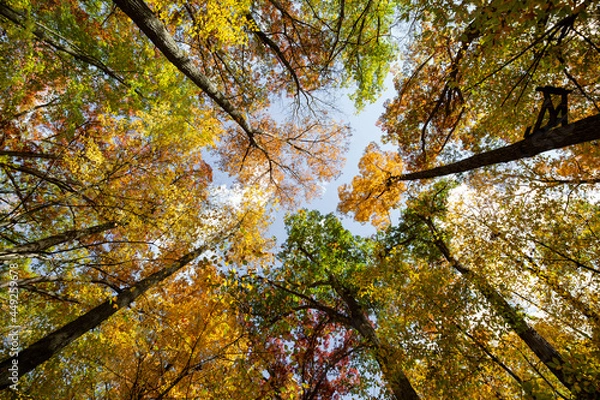Fototapeta Looking up on a canopy of fall colored trees with changing color leafs and foliage_02