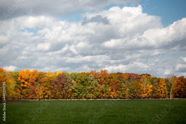 Fototapeta Autumn colored fall trees changing color with red, yellow and orange colored leaves near a green peaceful meadow_04