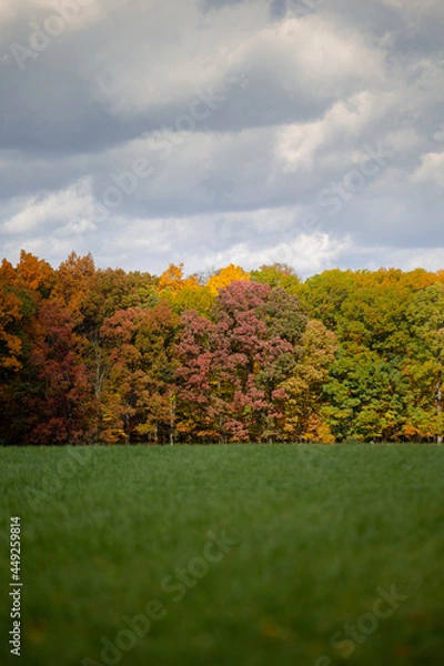 Fototapeta Autumn colored fall trees changing color with red, yellow and orange colored leaves near a green peaceful meadow_02