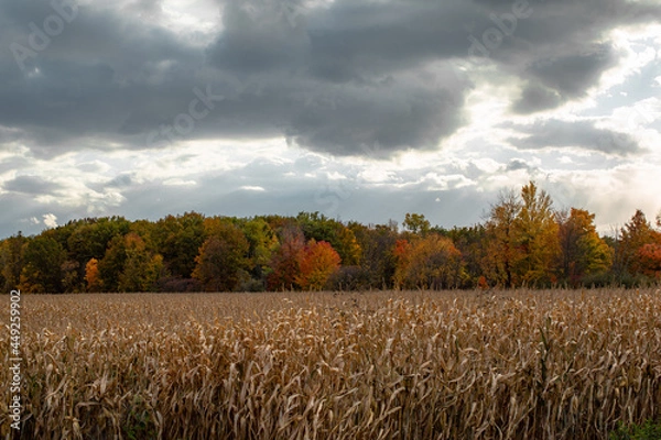 Fototapeta Beautiful autumn red, yellow and green fall colored trees at the edge of a harvest corn field_03