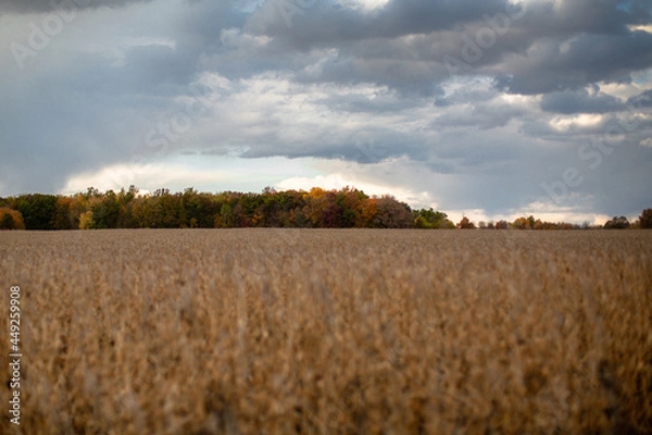 Fototapeta Beautiful autumn red, yellow and green fall colored trees at the edge of a harvest corn field_02