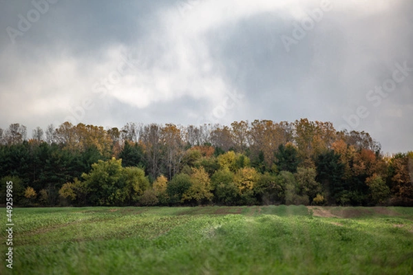 Fototapeta Autumn colored fall trees changing color with red, yellow and orange colored leaves near a green peaceful meadow_01