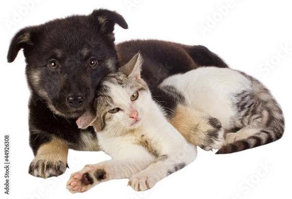 Obraz puppy and cat