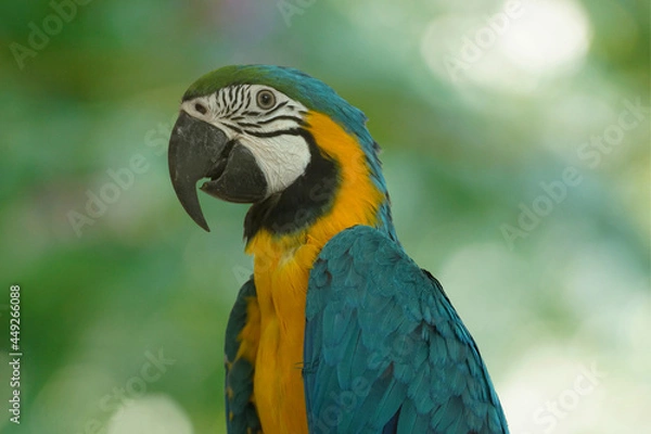 Fototapeta Close up of a macaw
