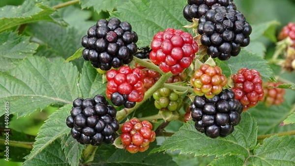 Fototapeta blackberry