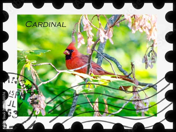 Obraz Red Cardinal Love Hope Blessing Message Stamp