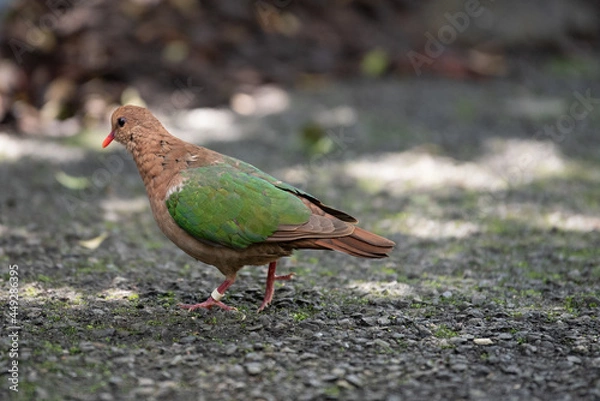 Obraz Australian native rose crowned fruit dove