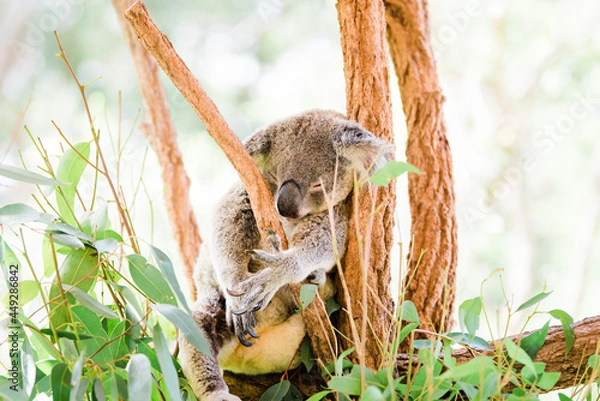 Obraz koala sleeping in a tree