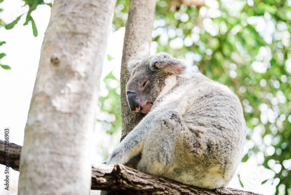 Obraz koala sleeping in a tree