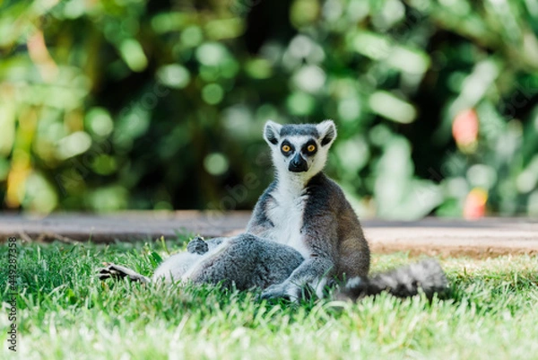 Obraz ring tail lemur sitting on the grass looking at camera