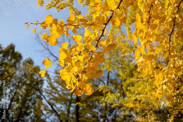 Fototapeta イチョウ