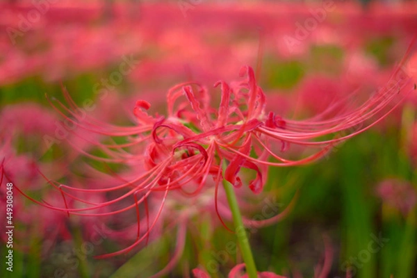 Obraz 彼岸花