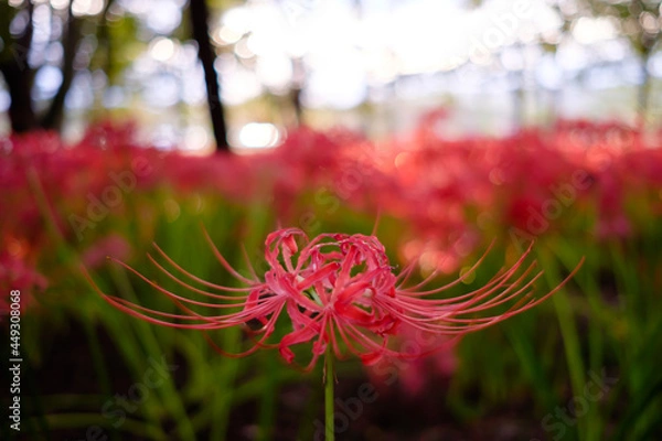 Fototapeta 彼岸花