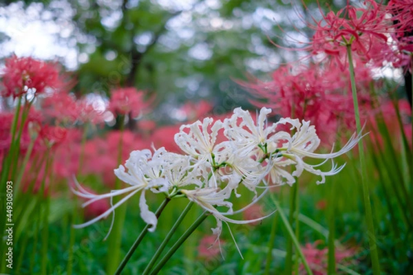 Fototapeta 彼岸花