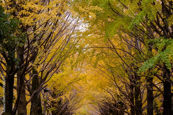 Fototapeta イチョウ並木