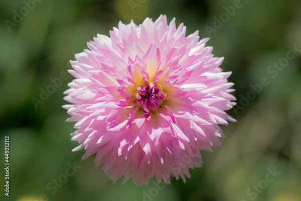 Obraz Pink dahlia flower