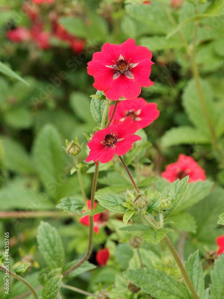 Fototapeta Touffe compacte de potentilla atrosanguinea 'Gibson's Scarlet' ou potentilles vivaces au feuillage découpé, vert grisâtre surmonté de fleurs simples rouge écarlate vif 