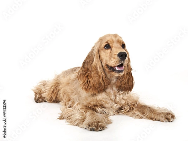 Obraz cocker spaniel
