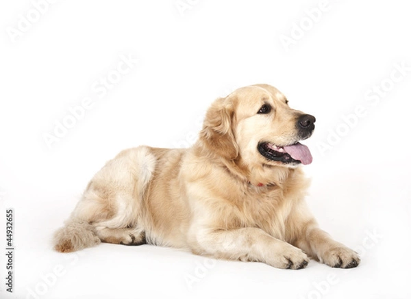 Obraz Labrador retriever