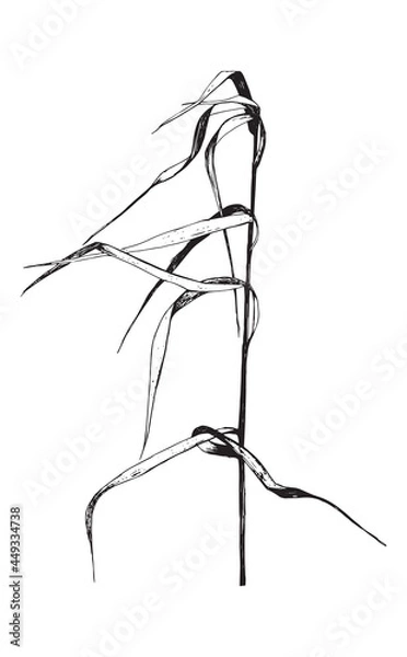 Fototapeta Vector illustration with wildflower. Doodle sketch.