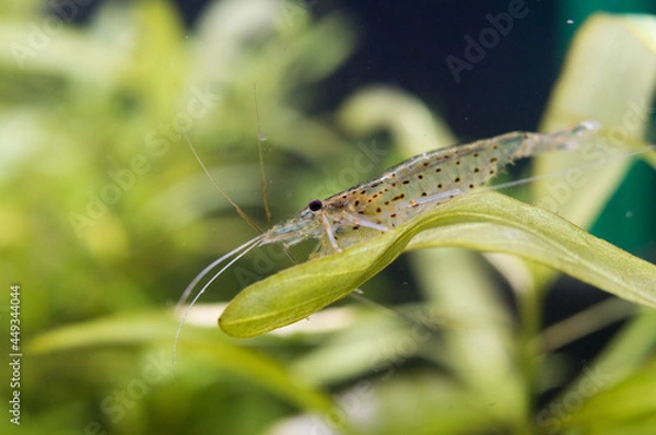 Obraz ヤマトヌマエビ