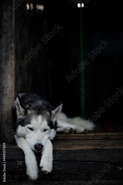 Obraz siberian dog portrait