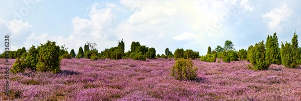 Obraz Heideblüte, Panorama