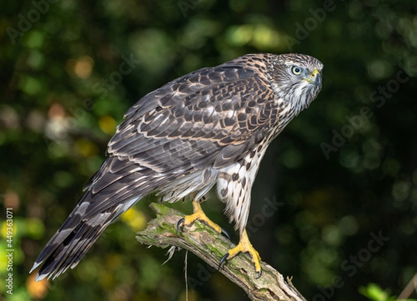 Obraz goshawk