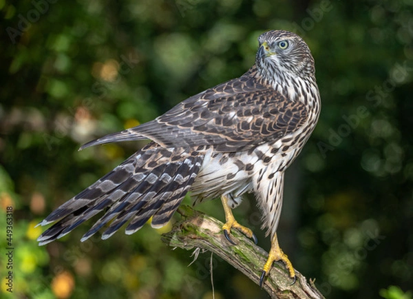Obraz goshawk