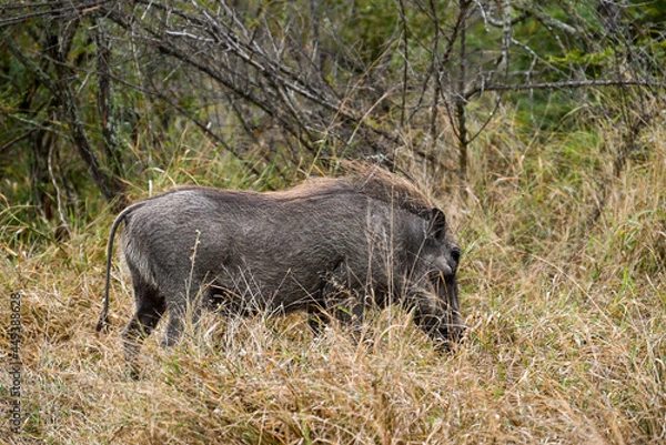 Obraz Warthog in the wild