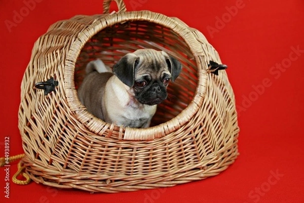 Obraz Mops, Welpe, Hundebaby