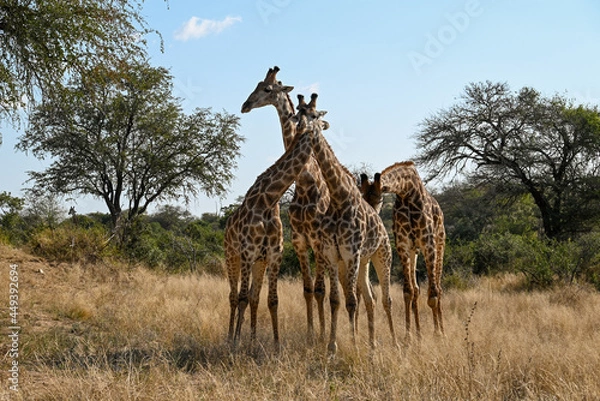 Obraz Giraffe in the wild