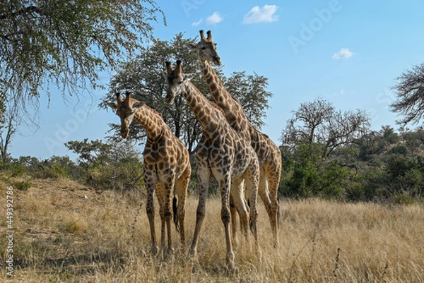 Obraz Giraffe in the wild