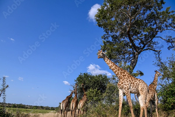 Obraz Giraffe in the wild
