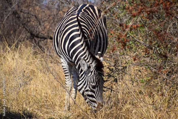 Obraz Zebra in the wild