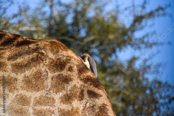 Obraz Giraffe in the wild
