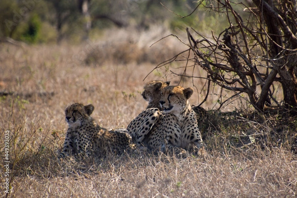 Obraz Cheetahs in the wild