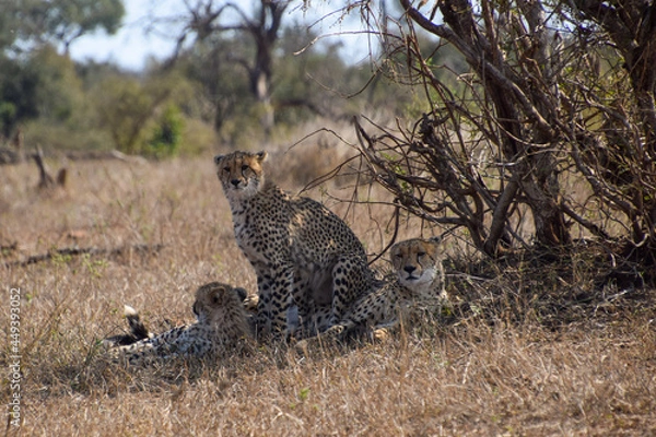 Obraz Cheetahs in the wild