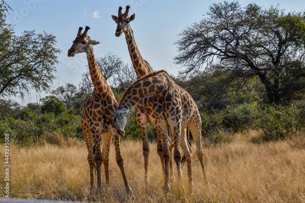 Obraz Giraffe in the wild