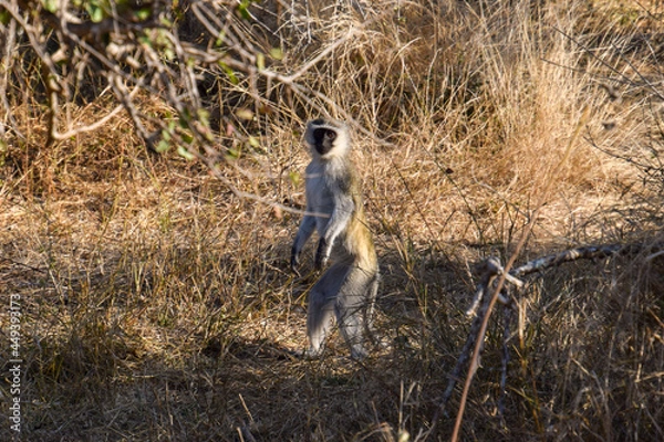 Obraz Monkey in the bushveld 