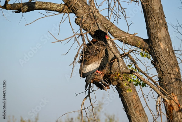 Obraz Bateleur in tree taking off