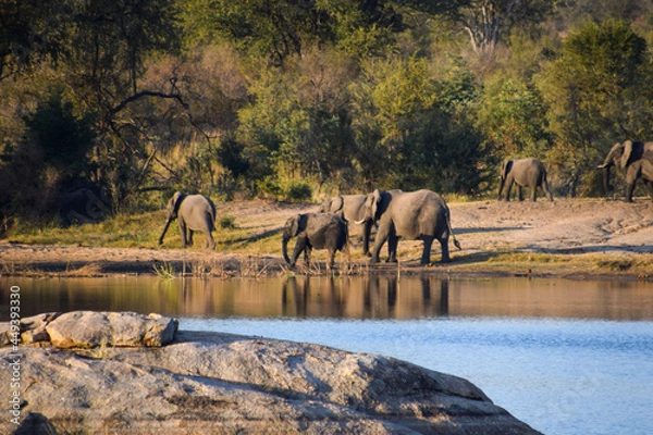 Obraz Elephants in the wild