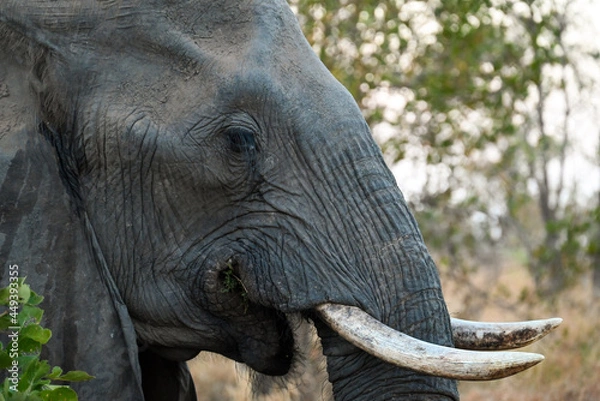 Obraz Elephants in the wild